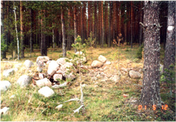 Братская могила в 110 км от Питера. На дереве справа табличка и груда камней.